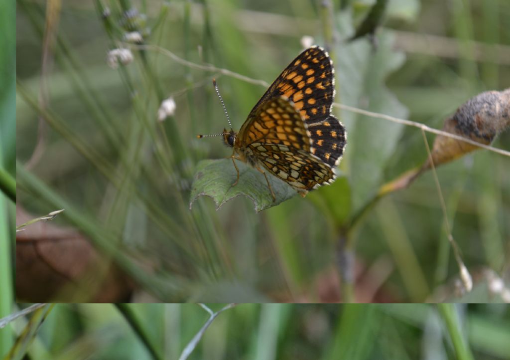 Melitaea diamina?